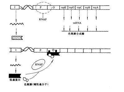 rna-seq 分析_rna seq数据分析_rna–seq分析